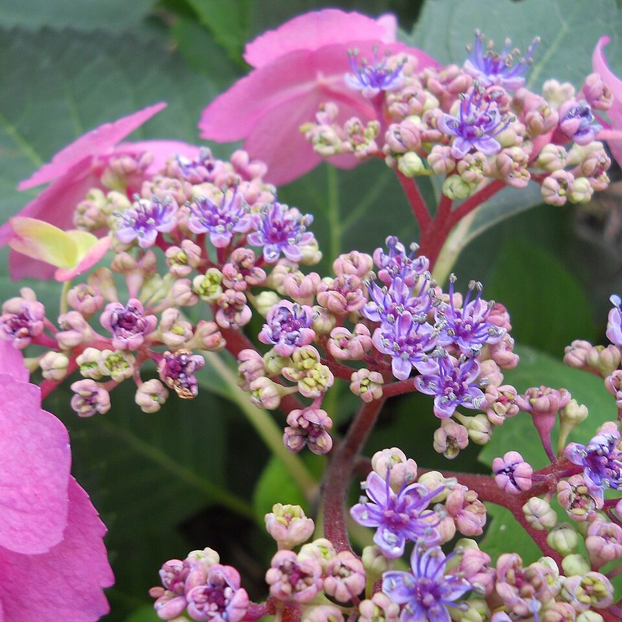 Hydrangea macrophylla — ukorzenione sadzonki, 24 szt.