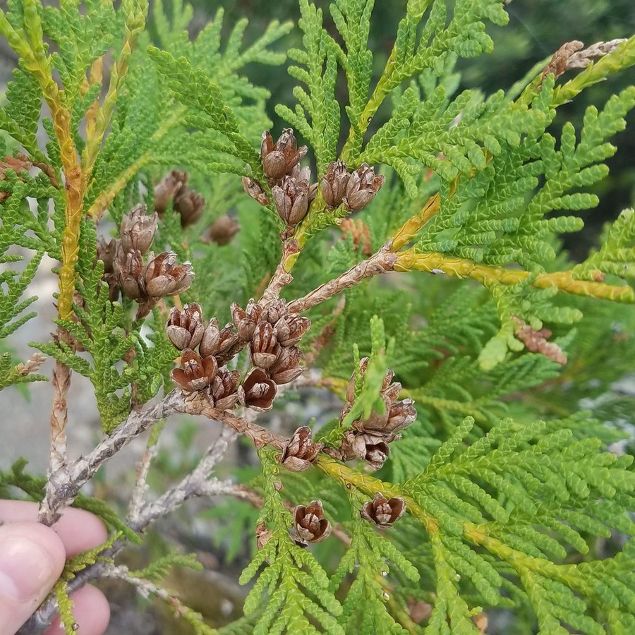 Thuja occidentalis 'Smaragd' — młode rośliny, 20 szt.
