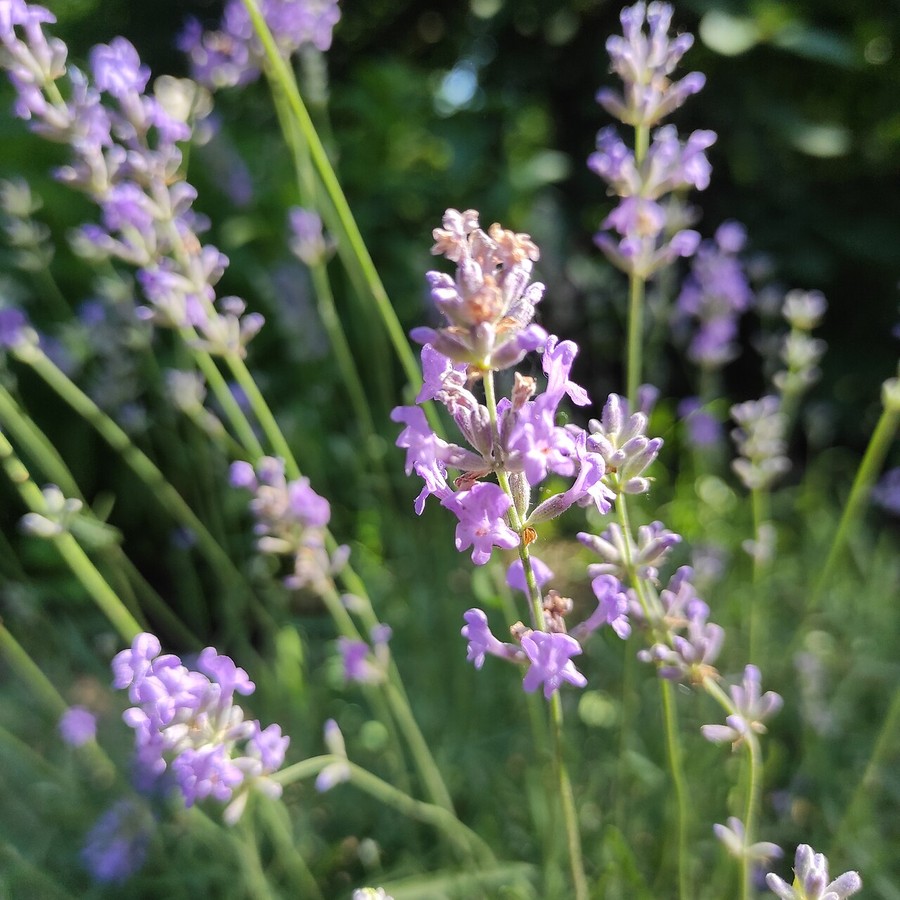 Lavandula angustifolia — sadzonki w multiplacie, 40 szt. — Sadzonki w multiplacie, 40 sadzonek, wysokość 6–10 cm