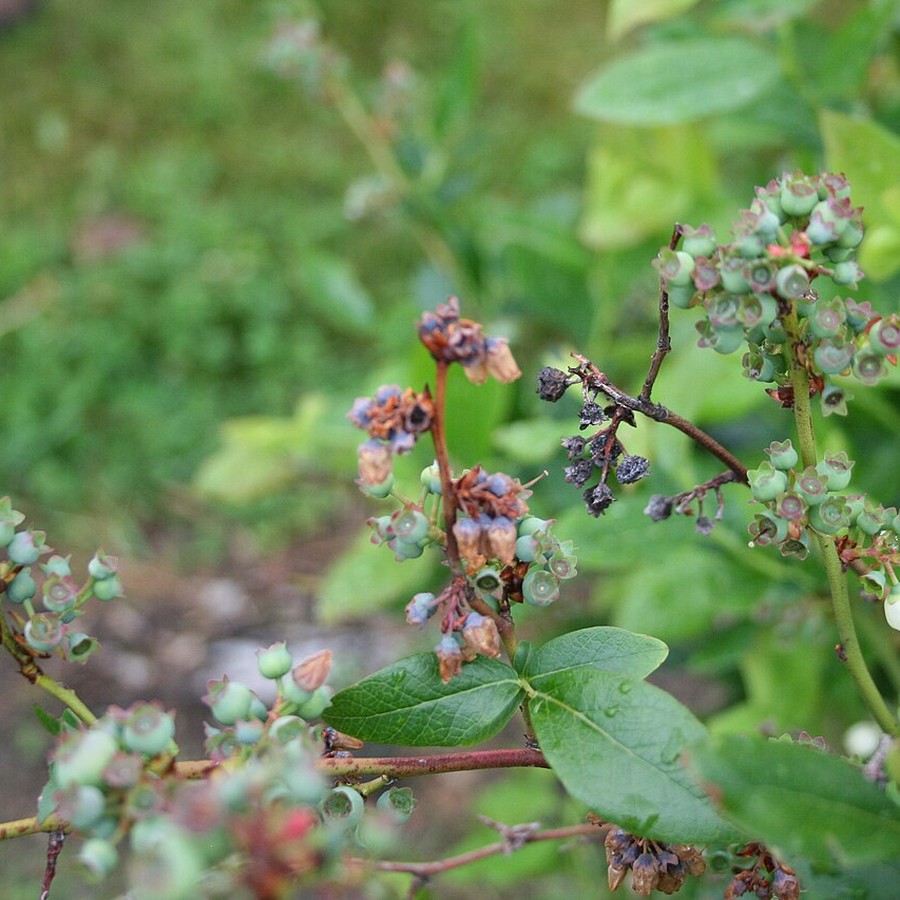 Vaccinium corymbosum — młode rośliny, 10 szt.