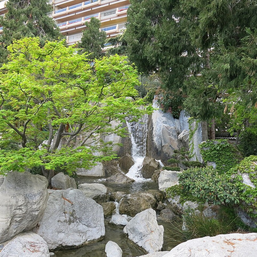 Acer palmatum — szczepione okazy, 5 szt.