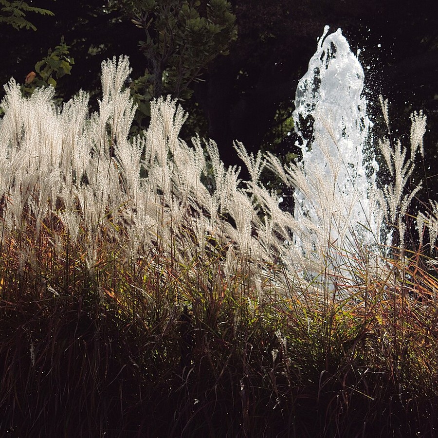 Miscanthus sinensis — sadzonki w multiplacie, 30 szt.