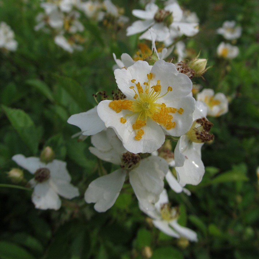 Rosa — krzewy z gołym korzeniem, 10 szt. — Krzewy z gołym korzeniem, klasa A, 10 krzewów, min. 3 pędy